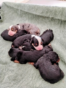 Scarlet and Diamond's Munchkin Bernedoodles